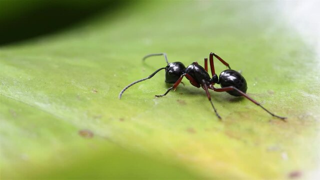 The black ant stands on a green leaf of a water lily on the water surface, macro view.