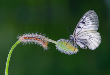 Macro shots, Beautiful nature scene. Closeup beautiful butterfly sitting on the flower in a summer garden.

