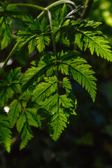 Green Leaves in Light and Shade
