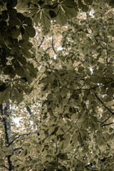 Green Leaves in Light and Shade