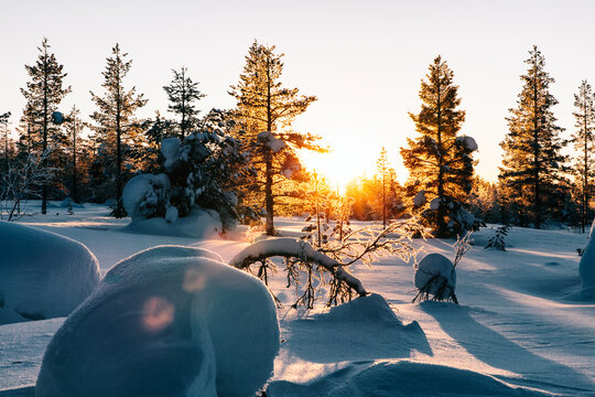Sunrise in Winter Forest