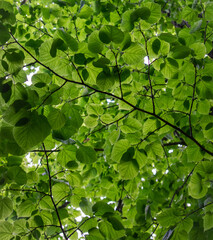 Fototapeta na wymiar Green Leaves in Light and Shade