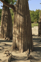 Swamp cypress trees in a dried pond