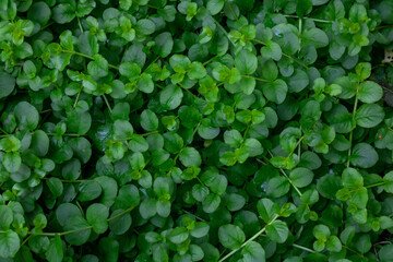Glade of medicinal grass woodlouse.Green grass background