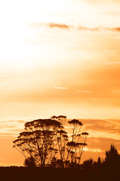 Kauri Baum Neuseeland