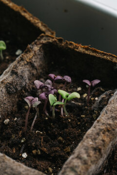 Green and Purple Basil Seedlings sprouting indoors by a window.