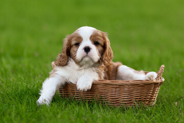 cavalier king charles spaniel puppies