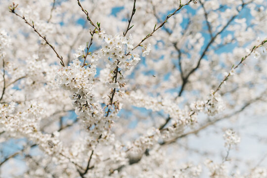 Blooming Cherry Blossom Tree with pollinator