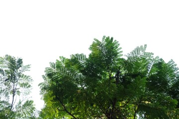 Tropical tree with leaves branches and sunlight on white isolated background for green foliage backdrop 