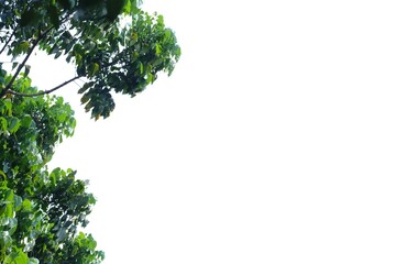 Obraz premium Tropical tree with leaves branches and sunlight on white isolated background for green foliage backdrop 