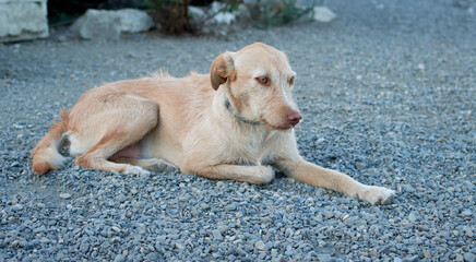 Closeup of a beige dog lying on the ground covered in small rocks