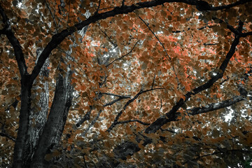 Green Leaves in Light and Shade
