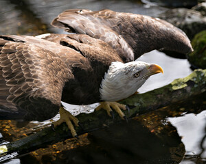Bald Eagle stock photos. Close-up profile view ready for a flight, looking towards the sky, displaying spread wings, feathers, in its environment with water background. Image. Portrait. Picture.