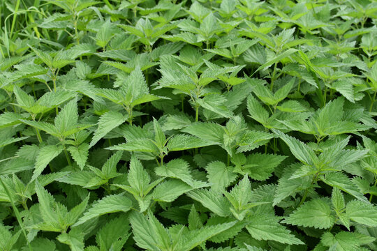 Brennnesselfeld (Urtica dioica)