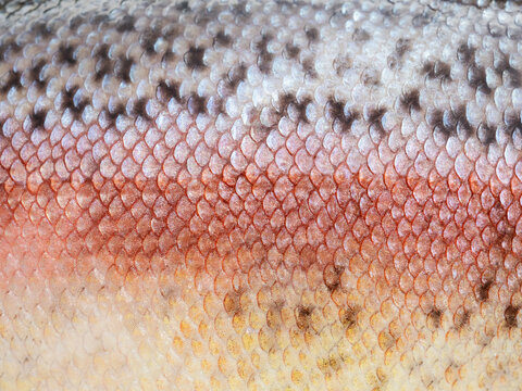 Macro Shot Of Healthy Rainbow Trout Skin. Fish Scale Texture For Background. Colorful Concept