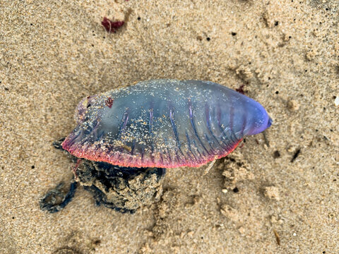 Portuguese Man o War jellyfish