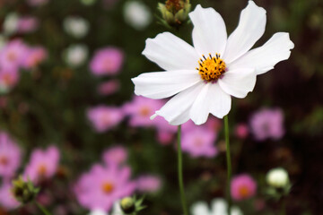 White elegant flower on the background of a flower garden, close-up, side view