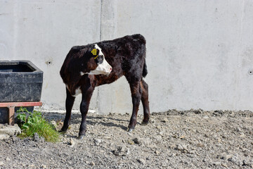 Beautiful Calf in Irish Farm