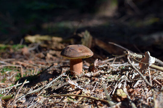 Braunkappe im Wald bei Sonnenschein