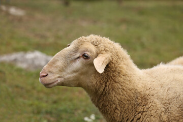 A herd of white sheep grazes on a fenced pasture
