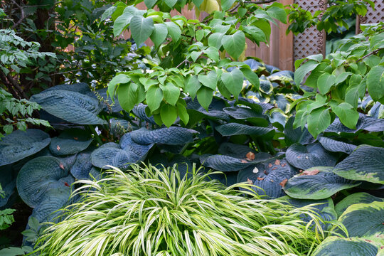 Japanese forest grass and hostas in a shade garden.