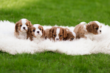 cavalier king charles spaniel