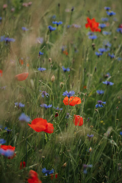 Single vivid red corn poppy growing in a field