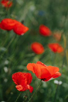 Single vivid red corn poppy growing in a field