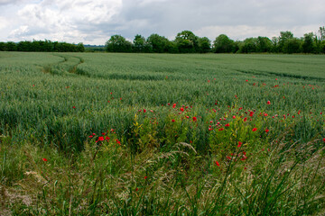 Red Poppies in Green Wheat Field
