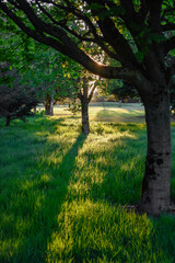 Green Tree at Glowing Sunset