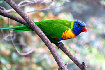 A colorful parrot in the branches of El Teide National Park