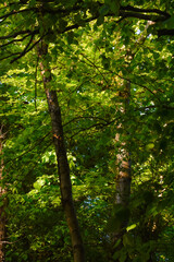 Macro Leaf In Beautiful Light and Shade