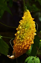 yellow fruit Momordica in the garden