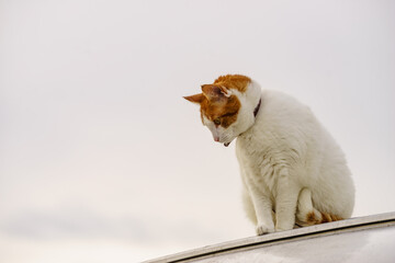 Cat on roof of rv camper car