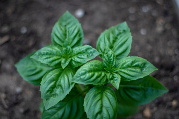 basil in a pot