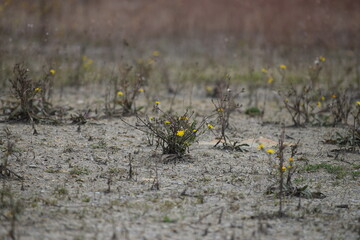 Canada Hawkweed