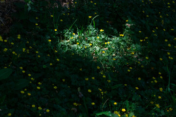 Light and Shade in Natural Foliage