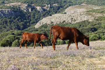 cows in the mountains