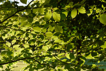 Macro Leaf In Beautiful Light and Shade