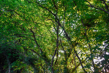 Fototapeta na wymiar Trees on a Sunny day, Ireland