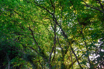 Trees on a Sunny day, Ireland