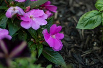 flowers in the garden