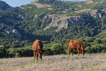Cattle on a meadow in the Monte Ferru Mountains on Sardinia in italy