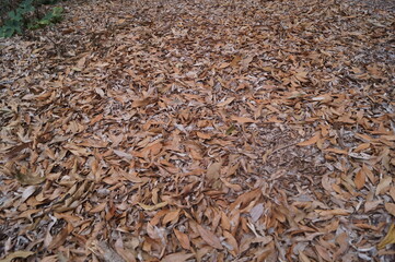 brown background texture of dry branches and leaves
