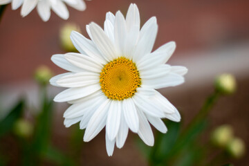 daisy flower