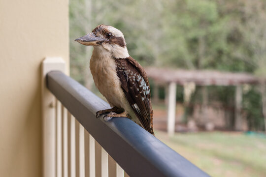 kookaburra on railing of home