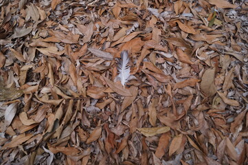 white bird feather and a background of brown leaves
