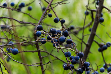 Green Grass Shallow Focus Image