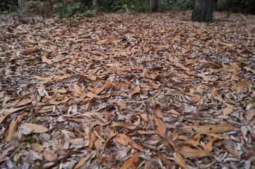 brown background texture of dry branches and leaves in the forest
