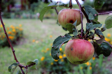 Apple tree branch with ripe striped apples in the autumn garden, close-up, side view